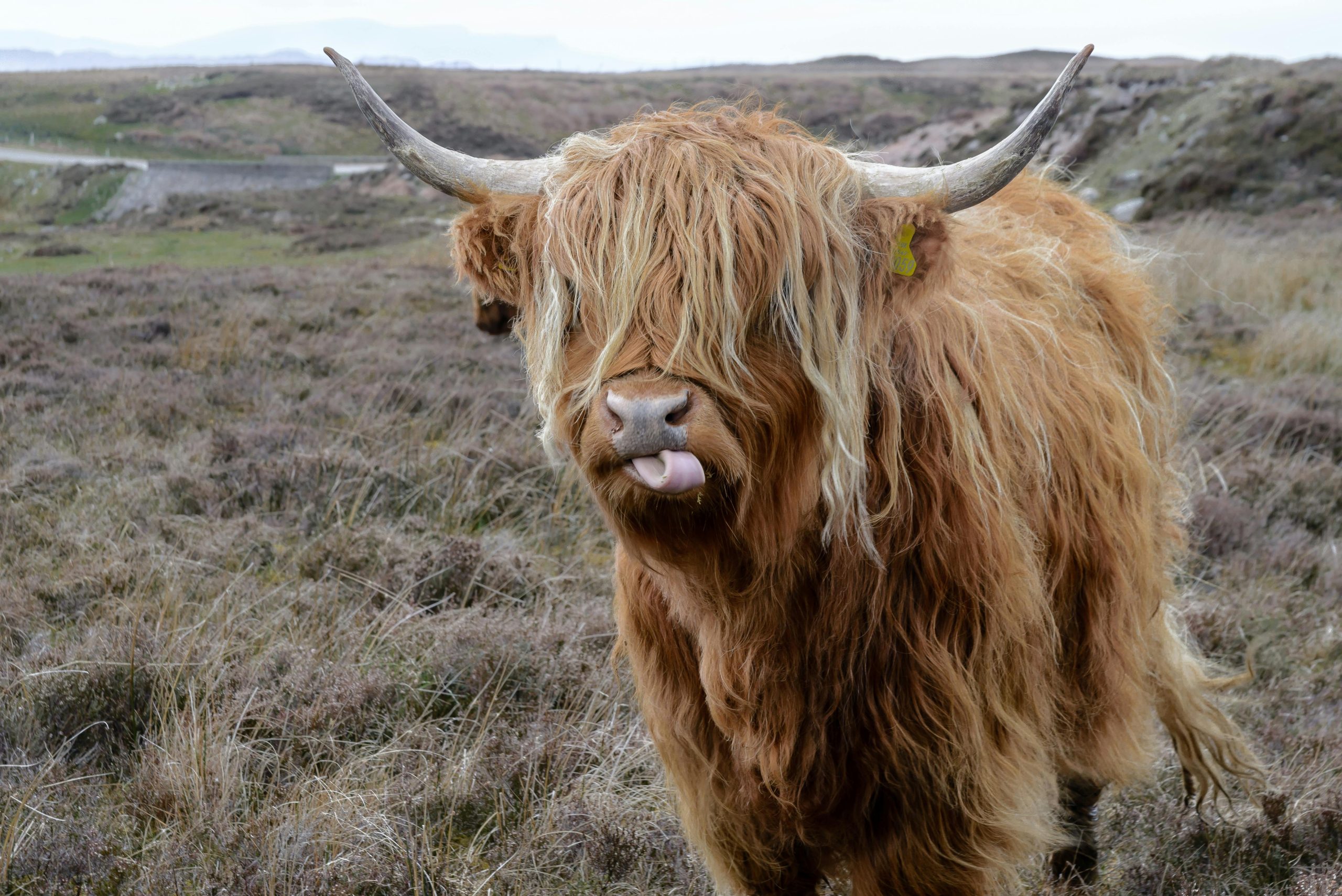 Highland Cow offers