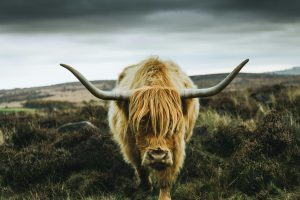 Highland Cow Horns