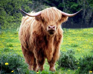 Highland Cow hairstyle