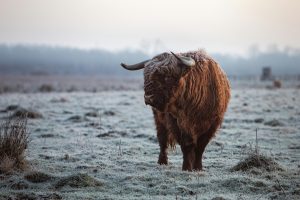 Highland Cow in the snow